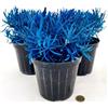 POWERS TO FLOWERS - LAVANDA COLOR LIFE BLU, 3 PIANTE, VASO 14CM DIAMETRO, piante vere