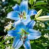 VJIDOSO Lilium tuberi mix di cipolle,gigli in vaso,cipolle perenni,decorativi,grazia,gigli a cipolle resistenti all'inverno,ottima decorazione-4pezzo-B