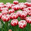 DUTCH BULBS EXCLUSIVE PLANTS FROM HOLLAN Bulbi Fiori Perenni da Esterno - 20 Bulbi Tulipani Double Red | White Passion, Piante e fiori esclusivi dall'Olanda, per giardino, vasi e balcone (senza semi, non artificiali)