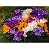 Flora Import 50 X Crochi Misti - Crocus Mix - Bulbi Alta Qualità (50)