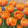 DUTCH BULBS EXCLUSIVE PLANTS FROM HOLLAN Bulbi Fiori Perenni da Esterno - 20 Bulbi Tulipani Double Orange Passion | Piante e fiori esclusivi dall'Olanda, per giardino, vasi e balcone (senza semi, non artificiali)