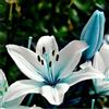 VJIDOSO Lilium tuberi mix di cipolle,gigli in vaso,cipolle perenni,decorativi,grazia,gigli a cipolle resistenti all'inverno,ottima decorazione-2pezzo-O