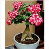 BUUYOSE Tuberi rari di rosa del deserto, Rizomi succulenti, Perenne Bassa Manutenzione, Piantagione all'aperto in pieno sole, Splendida Esposizione di Bonsai-1 tubero-e