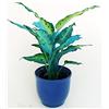 POWERS TO FLOWERS - DIEFFENBACCHIA COLOR LIFE BLU IN VASO CERAMICA BLU, v12cm diametro, pianta vera