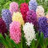 DUTCH BULBS EXCLUSIVE PLANTS FROM HOLLAN Bulbi Fiori Perenni da Esterno - 15 Bulbi Giacinto Oriental Mix | Piante e fiori esclusivi dall'Olanda, 3 varietà profumate, per giardino, vaso e vetro (non semi, non artificiali)