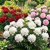 DUTCH BULBS EXCLUSIVE PLANTS FROM HOLLAN Piante Vere da Esterno - Peonia Pianta Vera Passione - 3 varietà e colori | Perenni, Piante e Fiori Esclusivi dall'Olanda, per giardino, vasi e balcone (non semi, non bulbi, non artificiali)