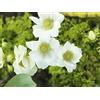 Floriana-Bulbose Bulbi da Fiore (10 X Anemone coronaria THE BRIDE)