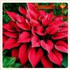 UYKOJMDR Midnight Blue Hosta Rizomi,Resistenti al Freddo,Crescita Vigorosa,er Ombreggiature,Compatti,Naturali,Freschi.-4Wurzel-B