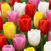 DUTCH BULBS EXCLUSIVE PLANTS FROM HOLLAN Bulbi Fiori Perenni da Esterno - 50 Bulbi Tulipani Budget | Piante e fiori esclusivi dall'Olanda, per giardino, vasi e balcone (senza semi, non artificiali)