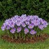 DUTCH BULBS EXCLUSIVE PLANTS FROM HOLLAN Bulbi Fiori Perenni da Esterno - 50 Bulbi Crocus King of Striped | Piante e fiori esclusivi dall'Olanda, per giardino, vasi e balcone (non semi, non artificiali)