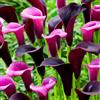 DUTCH BULBS EXCLUSIVE PLANTS FROM HOLLAN Bulbi Calle Zantedeschia - Viola Mix - 5 Bulbi Fiori | Piante e Fiori Esclusivi dall'Olanda, per giardino, vasi e balcone (non semi, non artificiali)