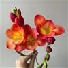 Generic bulbi di fresia resistenti - fiori freschi, decorazioni da giardino per esterno bulbi da fiore di fresia, Piante rustiche per fiori da giardino e da balcone regali sostenibili, 25pcs