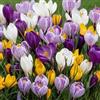 DUTCH BULBS EXCLUSIVE PLANTS FROM HOLLAN Bulbi Fiori Perenni da Esterno - 200 Bulbi Crocus Gigante Mix | Piante e fiori esclusivi dall'Olanda, 5 varietà e colori diversi, per giardino, vasi e balcone (non semi, non artificiali)