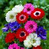 Florium Miscela di 50 Tuberi di Anemone - 5 Varietà, Rustica e Perenne