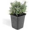 Green Bubble Trendyplants - Lavandula Hidcote, 6 pezzi, lavanda, resistente all'inverno, altezza 10-25 cm, dimensioni vaso Ø 9 cm