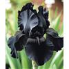 Nyugs Iris- Rizomi Iris Resistenti- Rizomi Perenni Giardino- Piantagioni Iris Rari Giardino Elegante Esposizione-4 rizomi-j