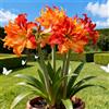 Vnuhgzs Combinazione singola e doppia/Amaryllis rara/Hippeastrum/Perenne resistente/Regalo/Crescita rapida/Piantagione a sorpresa-2 PCS-I