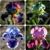 Generic iris, iris - bonsai decorazione soggiorno giardino bonsai interno autunnali, resistenti, di resistenti giardino e balcone 4bulbi