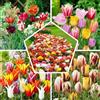 DUTCH BULBS EXCLUSIVE PLANTS FROM HOLLAN Bulbi Fiori Perenni da Esterno - 50 Bulbi Tulipani - Mix | Piante e Fiori Esclusivi dall'Olanda, per Giardino, Vasi e Balcone (non semi, non artificiali)