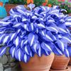 OPVDJD Hosta-Rinverdimento/Abbellisci l'ambiente/Adatto per decorare il tuo giardino-C-4 Radice