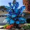DSFERJHU Orecchio di elefante Blu Profondo - Foglie monumentali con tonalità blu eleganti, ottima adattabilità per interni e cortili-2bulbi-C