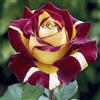PQEWFV Rizoma Di Rosa Raro, Sorprendentemente Crescente, Perenne, Adatto A Primavera E Autunno, Ideale Per La Vista In Giardino, Non Necessita Di Irrigazione-1 Rizoma-C