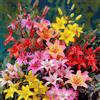 FLORIUM - Collezione di Bulbi di Gigli Asiatici, (15 Bulbi), 5 Varietà, Miscela Rustica di Gigli dall'Olanda, Perenne, Bulbi a Fiore per Vasi e Balconi (Senza Semi, Non Artificiale)