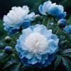 Nyugs Peonia- Rizomi Peonia Resistenti- Rizomi Perenni Giardino- Piantagioni Peonia Rari Giardino- Elegante Arbusto Peonia-c-1 rizoma
