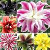 VJIDOSO Lilium tuberi mix di cipolle,gigli in vaso,cipolle perenni,decorativi,grazia,gigli a cipolle resistenti all'inverno,ottima decorazione-2pezzo-H