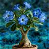 OJMUJDJ Rosa del deserto, resistente, perenne - Giardini e balconi, decorazione, giardini-1bulbi-E