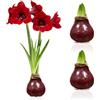 DUTCH BULBS EXCLUSIVE PLANTS FROM HOLLAN Bulbi di Amaryllis Cera Rosso Scuro - 2 Bulbo da Fiore | Grande Formato 28/30, Piante e Fiori Esclusivi dall'Olanda, Hippeastrum Autentico (non semi, non artificiale)