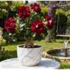 Vnuhgzs Rosa del Deserto Rara/Rosa del Deserto Resistente/Ottima Balcone/Bassa Manutenzione-1 PCS-I