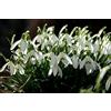Flora Import 25 X Bucaneve - Galanthus NIvalis - Bulbi Di Alta Qualità
