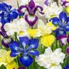 DUTCH BULBS EXCLUSIVE PLANTS FROM HOLLAN Bulbi Fiori Perenni da Esterno - 5 Radici di Iris Siberica - Grandi piante | Mix di 5 varietà, Piante e Fiori Esclusivi dall'Olanda, per giardino, vasi e balcone (non semi, non artificiali)