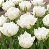 DUTCH BULBS EXCLUSIVE PLANTS FROM HOLLAN Bulbi Fiori Perenni da Esterno - 20 Bulbi Tulipani Double White Passion | Piante e fiori esclusivi dall'Olanda, per giardino, vasi e balcone (senza semi, non artificiali)