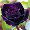 PQEWFV Rizoma Di Rosa Raro, Sorprendentemente Crescente, Perenne, Adatto A Primavera E Autunno, Ideale Per La Vista In Giardino, Non Necessita Di Irrigazione-1 Rizoma-J
