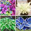 HGJKYTFCDG Hosta resistenti,adatte per la decorazione di giardini e balconi/belle/adatte come regali per le feste-6Rizoma-E
