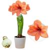 DUTCH BULBS EXCLUSIVE PLANTS FROM HOLLAN Bulbi di Amaryllis Orange Passion - Bulbi Fiori in grande formato 26/30 | 1 Pezzo, Piante e Fiori Esclusivi dall'Olanda, Autentici Hippeastrum (non semi, senza cera e non artificiali)