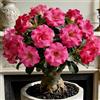 OJMUJDJ Rosa del deserto, resistente, perenne - Giardini e balconi, decorazione, giardini-3bulbi-B