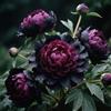 Nyugs Peonia, Rizomi Peonia Resistenti, Rizomi Perenni Giardino, Piantagioni Peonia Rari Giardino, Elegante Arbusto Peonia-c-2 rizomi