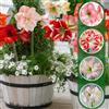 FLORIUM - Collezione di amaryllis Secret (10 grandi bulbi 26/30). Bulbi Hippeastrum rustici perfetti per interni e giardino. Vere piante esclusive dall'Olanda (senza semi, cera)