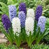 DUTCH BULBS EXCLUSIVE PLANTS FROM HOLLAN Bulbi Fiori Perenni da Esterno - 15 Bulbi Giacinto Mix Blu e Bianco | Piante e fiori esclusivi dall'Olanda, 3 varietà profumate, per giardino, vaso e vetro (non semi, non artificiali)