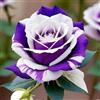KMIODS Bellissimo Rizoma Di Rosa, Perenne, Adatto A Primavera E Autunno, Ideale Per La Vista In Giardino, Non Necessita Di Irrigazione-1 Rizoma-B