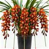 Nyugs Rizomi di Cymbidium resistenti, Orchidee da esterno, Varietà di orchidee selezionate, Profumate, Perfette da esporre sui balconi.-3 Rhizome-F
