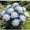 NYUYDRX Rizomi di peonia - Rizomi di peonia sfusi in vendita - Arbusto perenne resistente - Resistente e robusto - Decorazione da giardino-1 unità-E