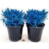 POWERS TO FLOWERS - LAVANDA COLOR LIFE BLU, 2 PIANTE, VASO 14CM DIAMETRO, piante vere