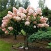Generic ortensia pannocchia giardino ornamentale 1piante