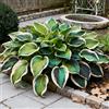 Nyugs Hosta, Rizomi Hosta Resistenti, Rizomi Perenni Giardino, Piantagioni Hosta Rari Giardino Elegante Esposizione-b-4 rizomi
