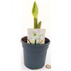 POWERS TO FLOWERS - AMARYLLIS BIANCO, VASO 13CM, piante vere