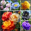 Vnuhgzs Peonia rara/Peonia ibrida a tubero/Rizoma/Resistente/Giardino/Facile da curare/Decorazione per esterni-1 Rizoma-E